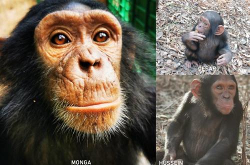 <p>5 personnes transférées à la prison centrale de Kasapa suite à un dossier de kidnapping de 3 bébés chimpanzés</p>
