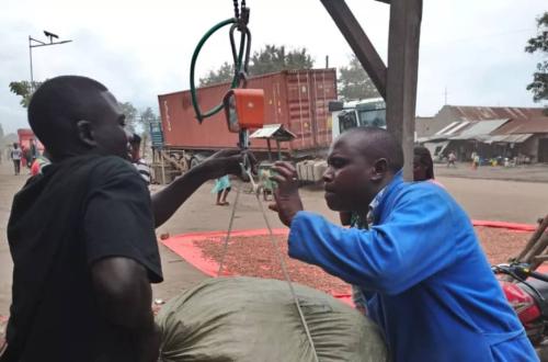 Le cacao, une manne exploitée dans le sang et la corruption dans l’Est du pays