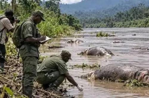 Anthrax dans le PNVi : l'ICCN appelle les riverains de la Semuliki à la vigilance