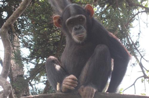 Walikale : quatre morts après une présumée intoxication alimentaire liée à la consommation de viande de singe