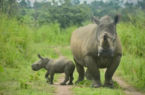 Parc national de Garamba : un nouveau bébé rhinocéros fait renaître l'espoir en RDC