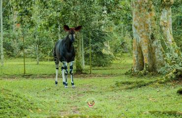 Ituri : Plusieurs incursions attribuées aux ADF signalées dans la Réserve de Faune à Okapis