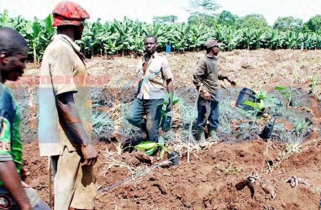Campagne agricole 2025-2026 au Nord-Kivu : les agriculteurs vont bénéficier des intrants gratuits