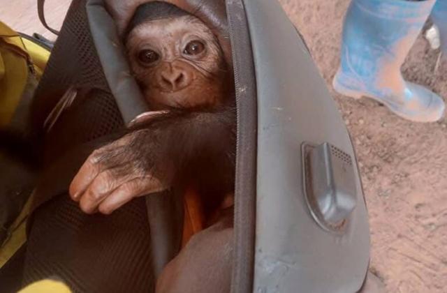 Tshopo : le scandale des chimpanzés révèle des failles dans l’appareil d’État, des hauts fonctionnaires présumés impliqués