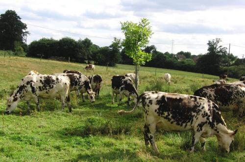 <p>Une dizaine de vaches pillées par les combattants du M23</p>
