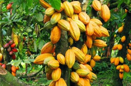 <p>“Certains jeunes voleurs du cacao se déguisent en ADF dans le territoire d’Irumu” (CRDH)</p>
