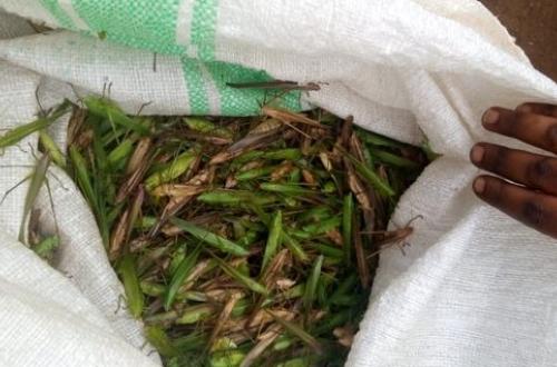 <p>Le chef de secteur Ruwenzori suspend la capture des sauterelles pendant des heures nocturnes à Mutwanga et ses environs</p>
