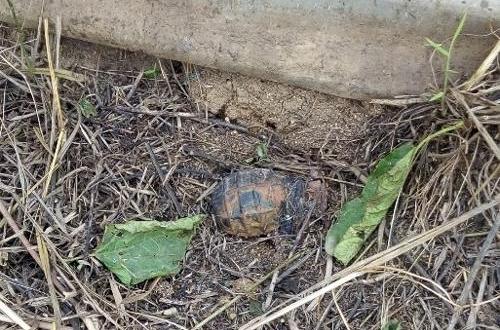 Ituri : Deux enfants meurent lors de l’explosion d’une bombe artisanale au village Dzadi