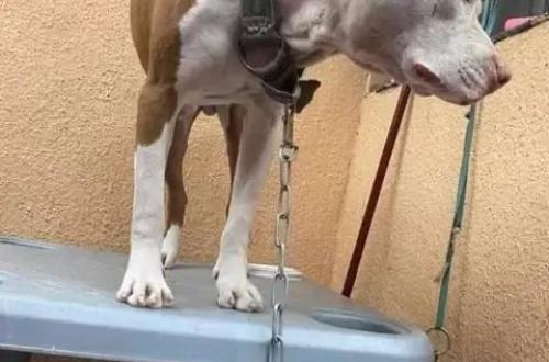 Un chien Pitbull tue une fillette à Kinshasa