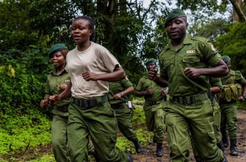 Nord-Kivu : “Des miliciens Maï-Maï tuent deux écogardes à Nyamusengera” (Communiqué ICCN)