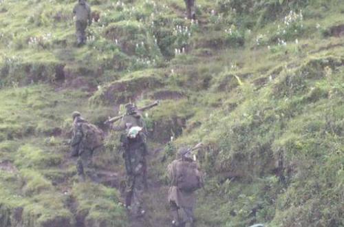 Guerre du M23 : le Parc National des Virunga dévasté par les assaillants