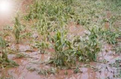 Ituri : plus de 462.000 hectares des produits champêtres détruits au bord du lac Albert