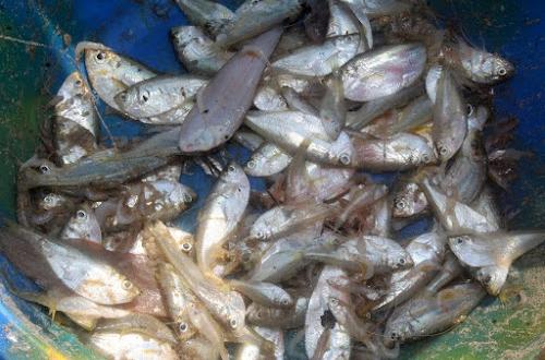 Ituri : la reproduction des poissons en péril au lac Albert