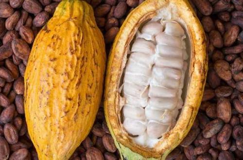  Près de 180 kgs de cacao emportés à Mambasa