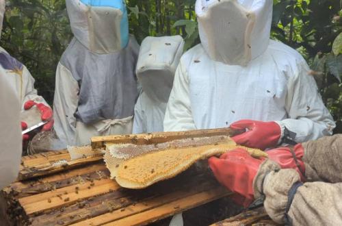 Apiculture écologique : « Groupe Academia RDC » forme des autochtones  Pygmées sur les pratiques