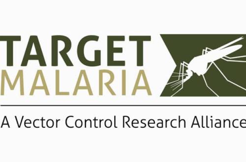Burkina Faso : le gouvernement met fin au projet « Target Malaria » après un lâcher expérimental de moustiques génétiquement modifiés