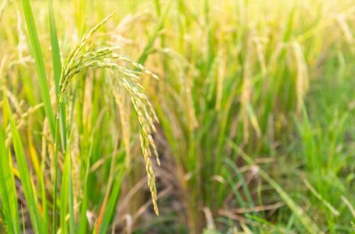 Togo/Filière rizicole : l’ITRA scelle un partenariat avec l’Académie d'agriculture tropicale de Chine