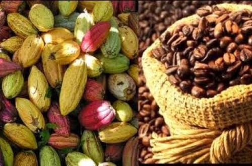 RDC : le « cacao du sang et le trafic illicite du café » ternissent la journée internationale de ces produits agricoles