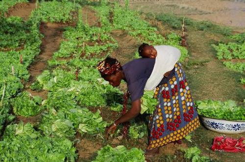 Journée internationale de la femme rurale : célébrer la résilience et l’émancipation au cœur du développement durable