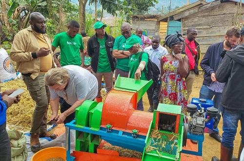 Nord-Kivu : la brigade des Jeunes d'AALI propulse la renaissance du blé grâce au consortium AALI-IITA-Fondation Virunga à Lubero