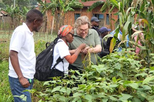 Nord-Kivu  : le consortium AALI–IITA–Fondation Virunga expérimente de nouvelles variétés de maïs pour renforcer la sécurité alimentaire à Lubero