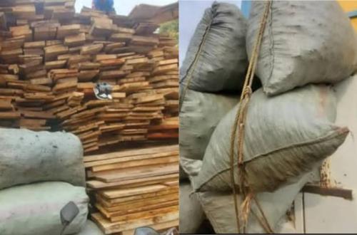 Nord-Kivu : vaste saisie des bois et braises dans le bassin de la Semuliki