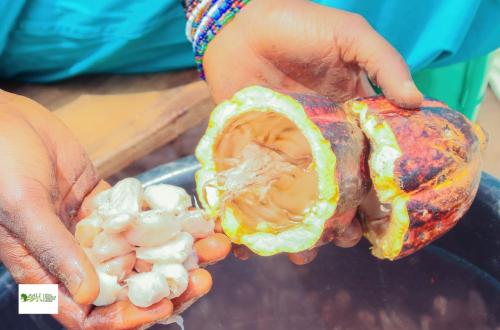 RDC : « AALI » contribue à la relève des cultures de rentes dans la Tshopo à travers le couloir Vert Kivu-Kinshasa