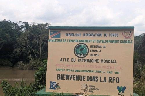 Ituri : 3 écogardes de l'ICCN assassinés dans une attaque armée à la RFO