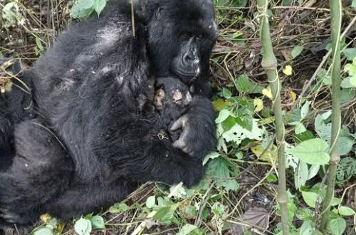 RDC : le PNVi annonce la naissance d’un nouveau-né au sein de la famille Rugendo