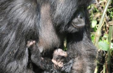 RDC : nouvelle naissance d'un bébé gorille dans le Parc National des Virunga