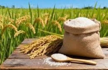 Mongala : le gouvernement central lance ce jeudi le projet « Riz Bumba, Loso na Biso »