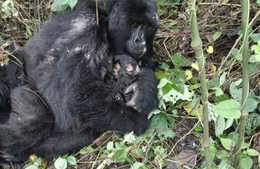 RDC : le PNVi annonce la naissance d’un nouveau-né au sein de la famille Rugendo