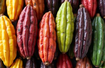 Produits agricoles et forestiers en RDC : le caoutchouc en forte hausse, l’Arabica et le cacao progressent
