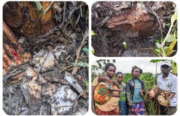 Walikale : une pathologie menace les bananeraies des Wanianga, des agronomes dépêchés sur le terrain