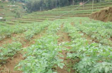 Est de la RDC : Muhindo Nzangi lance la distribution de 200 tonnes de semences de pomme de terre
