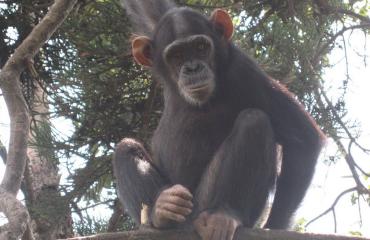 Walikale : quatre morts après une présumée intoxication alimentaire liée à la consommation de viande de singe
