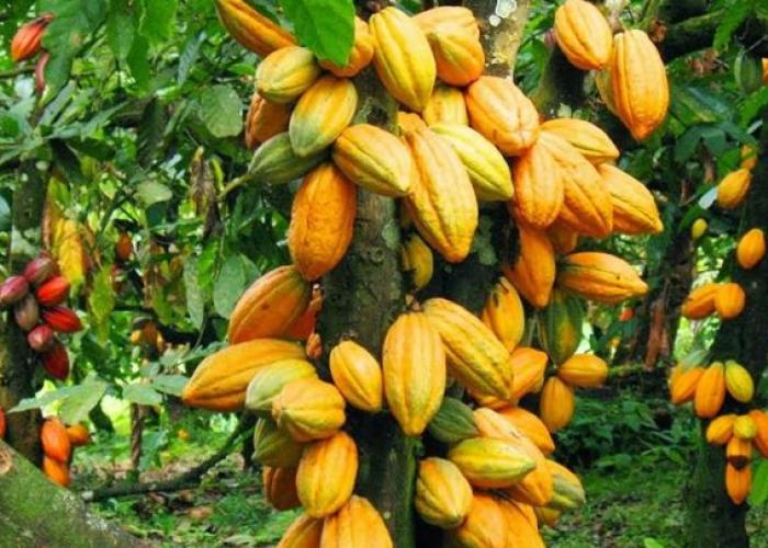Des agriculteurs de plus en plus en souffrance à Mambasa suite aux produits champêtres dont le cacao