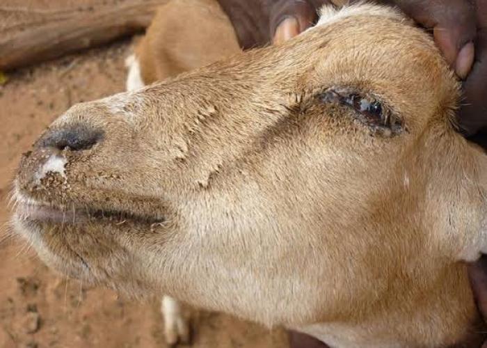 Nord-Kivu : la division provinciale de pêche et élevage alerte sur des cas suspects de peste des petits ruminants