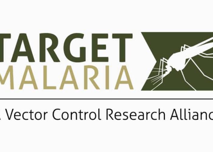 Burkina Faso : le gouvernement met fin au projet « Target Malaria » après un lâcher expérimental de moustiques génétiquement modifiés