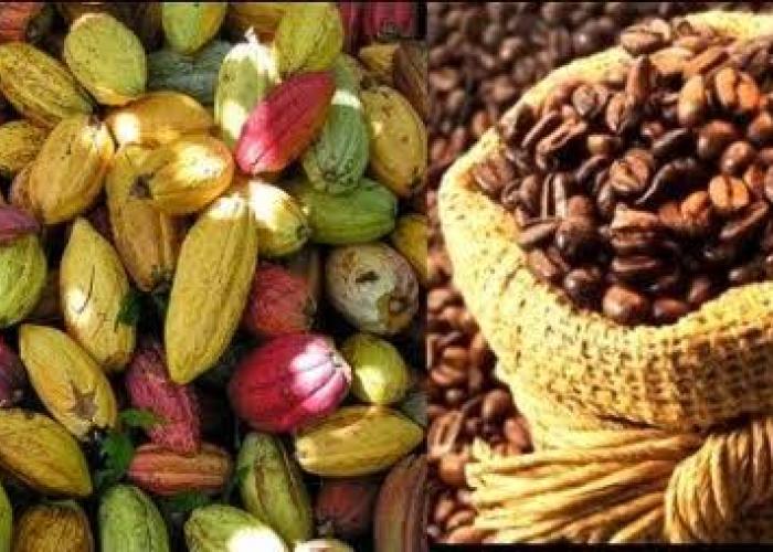 RDC : le « cacao du sang et le trafic illicite du café » ternissent la journée internationale de ces produits agricoles