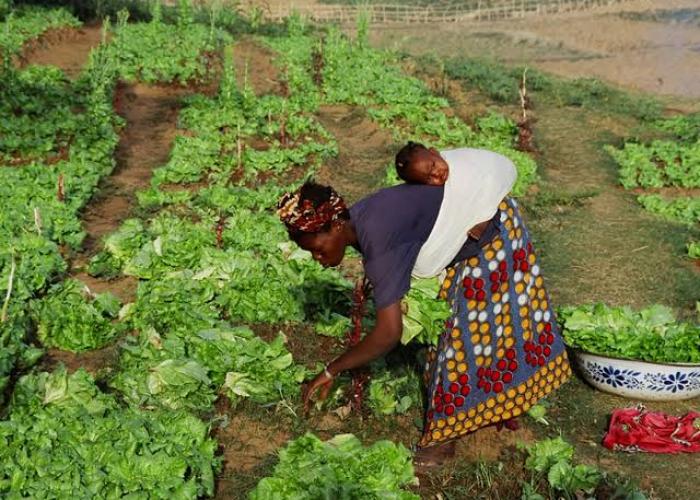 Journée internationale de la femme rurale : célébrer la résilience et l’émancipation au cœur du développement durable